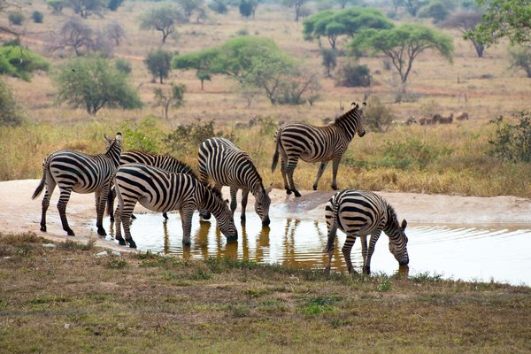 Safari afrique : rencontrez la faune sauvage et magnifique